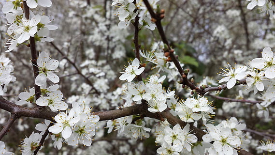 flors, primavera, arbre fruiter, poma, Pasqua, començant, blanc, planta amb flors, flor, planta, fragilitat, frescor, arbre, creixement, vulnerabilitat, bellesa a la natura, branca, cap de flor, flor de cirerer, pètal, primer pla, naturalesa, Color blanc, inflorescència, cap gent, cirerer, a l'aire lliure, pol·len, 4K, CC0, domini públic, lliure de regalies