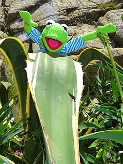 Kermit, frø, agave, blad, dukke, se fremad, dag, udendørs, grøn farve, barndom, ingen mennesker, plante, vækst, natur, plante del, legetøj, tæt på, dyre temaer, dyr, dyreliv, jord, repræsentation, krybdyr, høj vinkel visning, fokus på forgrunden, 4K, CC0, offentligt domæne, royaltyfrie