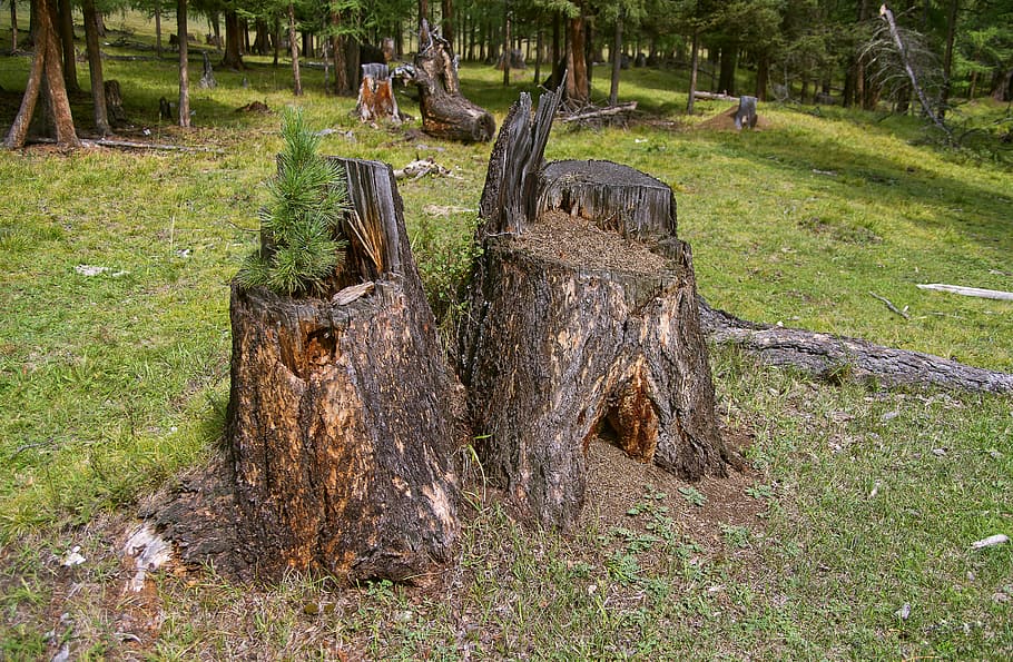 cedre, textura, branca, naturalesa, verd, estiu, natural, planta, arbre, dimecres, poc, bosc, flora, pi, siberia, taiga, jove, bonic, blau, plantilla, marró, a l'aire lliure, Ningú, orgànic, assolellat, Rússia, monyó antic, terra, herba, camp, dia, cap gent, monstre de l'arbre, escorça, color verd, material de fusta, tronc de l'arbre, tronc, representació, creixement, escultura, representació humana, 5K