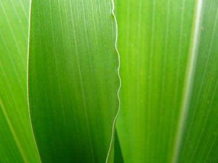 grønt blad, korn, blad, Lukk, makro, maisblad, grønn, detalj mais, dyrking, dyre mat, mat, natur, anlegg, nærbilde, vekst, bakgrunn, grønn farge, friskhet, sommer, bananblad, ingen folk, plante del, skjønnhet i naturen, full ramme, dag, mønster, strukturert, utendørs, blader, naturlig mønster, bladvein, 2K, CC0, offentlig domene, opphavsrett gratis