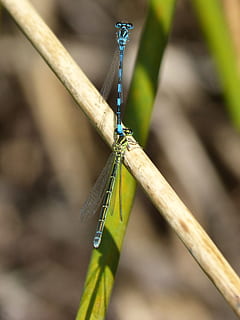 libellen, insectenteelt, copulatie, paring, gevleugelde insecten, insecten paring, insect, dieren in het wild, dierenleven, ongewerveld, dierlijke thema's, dier, één dier, detailopname, fabriek, focus op de voorgrond, waterjuffer, dierenvleugel, dag, natuur, geen mensen, zoölogie, libel, buitenshuis, groene kleur, selectieve aandacht, stick - plant deel, grassprietje, 2K, CC0, publiek domein, royaltyvrij