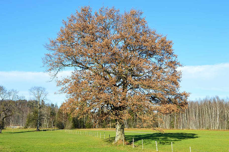 dub, zimní, zelená, rostlina, strom, krása v přírodě, nebe, tráva, krajina, klidné scény, klid, Příroda, růst, pole, den, životní prostředí, scenics - příroda, přistát, idylický, květ, zelená barva, nikdo, jaro, venku, změna, 4K
