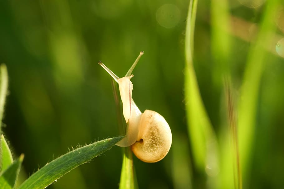 cargol, prat, primavera, cargols, macro, herba, fauna, primer pla, slug, naturalesa, insectes, camp, shell, musclos, planta, creixement, color verd, cap gent, fauna animal, centrar-se en primer pla, mol·lusc, invertebrat, dia, bellesa a la natura, gasteròpode, un animal, animals a la natura, animal, temes d'animals, fragilitat, vulnerabilitat, 5K