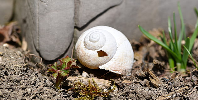 skal, snegl, hus, tom, have, forlade, sneglehus, tom, have, natur, tæt, dyre temaer, et dyr, dyr i naturen, dyreliv, tæt på, dag, dyr, ingen mennesker, plante, Mark, jord, hvid farve, sollys, høj vinkel visning, mollusk, fokus på forgrunden, dyreskal, udendørs, 5K, CC0, offentligt domæne, royaltyfrie