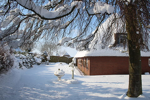 neu, hivern, fred, arbre, congelat, Blancaneus, temperatura de fred, mamífer, temes d'animals, animals domèstics, mascotes, nacional, animal, un animal, gos, caní, exterior de l'edifici, arquitectura, bellesa a la natura, estructura construïda, planta, naturalesa, cap gent, muntanya nevada, clima extrem, 5K, CC0, domini públic, lliure de regalies