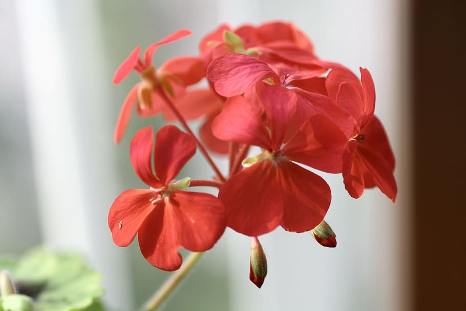 geranio, fiori, pianta, fiore, avvicinamento, freschezza, pianta fiorita, vulnerabilità, bellezza nella natura, fragilità, concentrarsi sulle conoscenze acquisite, petalo, rosso, nessuno, testa di fiore, in casa, natura, infiorescenza, crescita, giorno, composizione floreale, un mazzo di fiori, 2K
