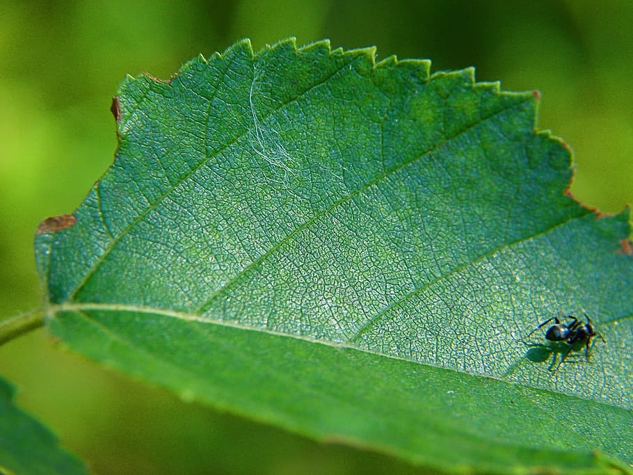 blad, grønn, ant, insekt, makro, naturlig, grønn, maur, miljø, natur, økologi, grønn farge, nærbilde, anlegg, sommer, friskhet, dyr, bakgrunn, ett dyr, ingen folk, plante del, virvelløse, bladvein, dyre temaer, selektiv fokusering, dyr i naturen, dag, dyreliv, vekst, utendørs, fokusere på forgrunnen, 720P