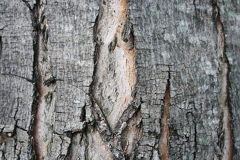 abbaiare, albero, tronco, ruvido, natura, crepe, legna, all'aperto, rotto, struttura, età, vecchio, strutturato, tronco d'albero, avvicinamento, fotogramma intero, pianta, legno - materiale, sfondi, nessuno, corteccia vegetale, giorno, modello, intemperie, Marrone, modello naturale, effetto strutturato, 4K, CC0, dominio pubblico, privo di copyright