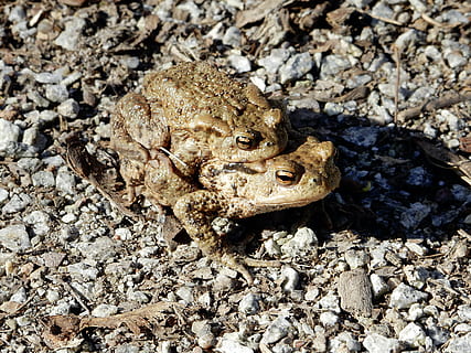 gripau comú, caminada, maridatge, migració de rostres, un animal, animal, temes d'animals, animals a la natura, fauna animal, sòlid, naturalesa, primer pla, cap gent, rock, dia, terra, rock - object, camp, vertebrats, vista d’angle alt, pedra - objecte, os, granota, a l'aire lliure, amfibi, cap d’animals, 4K, CC0, domini públic, lliure de regalies
