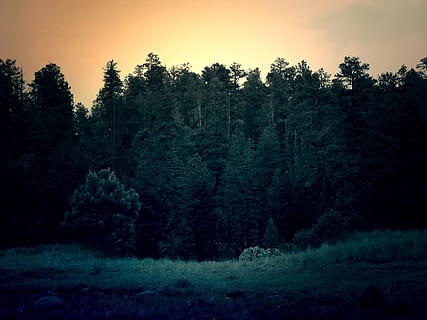 green, trees, orange, sunset, tree, sun, set, forest, nature, pine tree, no people, landscape, scenics, outdoors, beauty in nature, winter, plant, tranquil scene, sky, tranquility, scenics - nature, land, growth, non-urban scene, woodland, idyllic, environment, day, coniferous tree, pine woodland, 2K, CC0, public domain, royalty free
