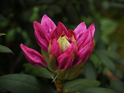 rododendron, de lente, bloem, knop, natuur, fabriek, bloeiende plant, bloemblad, schoonheid in de natuur, kwetsbaarheid, breekbaarheid, versheid, detailopname, groei, bloemhoofd, bloeiwijze, focus op de voorgrond, roze kleur, geen mensen, dag, blad, deel van de plant, buitenshuis, zachtheid, Purper, 2K, CC0, publiek domein, royaltyvrij