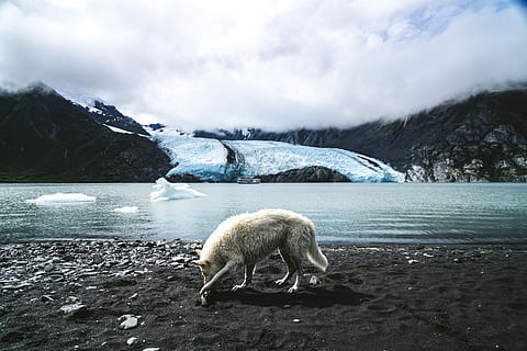 blanc, llop, caminar, terra, vora del mar, hora del dia, temperatura de fred, temes d'animals, neu, animal, aigua, hivern, un animal, mamífer, gel, núvol - cel, naturalesa, cel, muntanya, medi ambient, animals a la natura, vertebrats, dia, fauna animal, cap gent, a l'aire lliure, 5K, CC0, domini públic, lliure de regalies