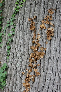 Holz, Laubfall, Baum, Log, Laub, Blatt, fallen, Kofferraum, texturiert, Baumstamm, Nahansicht, verwittert, Rau, keine Leute, Pflanze, Tag, Wachstum, Pflanzenrinde, Hintergründe, Vollbild, Natur, Muster, draußen, Holz - Material, natürliches Muster, Borke, Flechte, 5K, CC0, gemeinfrei, lizenzfrei