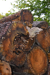 log, houba, les, strom, kmen, houba na mytí, podzim, dřevo - materiál, den, nikdo, detail, dřevo, zaměřit se na popředí, Příroda, texturou, rostlina, odlesňování, venku, kmen stromu, kufr, hnědý, kůra, 4K, CC0, veřejná doména, bez autorských práv