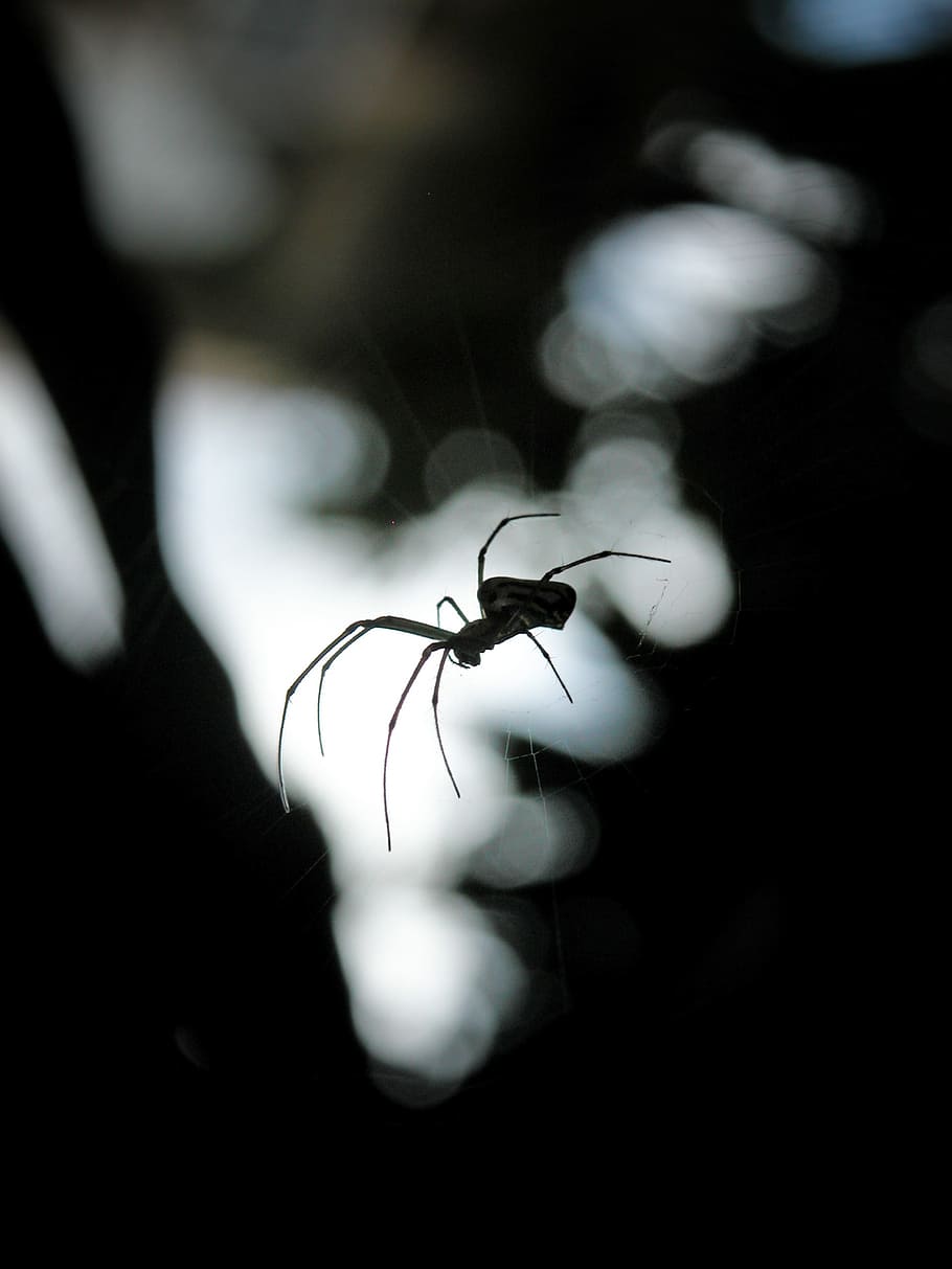 edderkopp, arachnid, web, nærbilde, dyre temaer, dyr, ett dyr, virvelløse, skjørhet, selektiv fokusering, dyreliv, ingen folk, natur, sårbarhet, anlegg, dyr i naturen, insekt, blomst, skjønnhet i naturen, vekst, leddyr, blomstrende plante, utendørs, blomsterhodet, svart bakgrunn, 2K