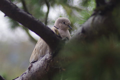 ocell, colom, collar, fauna animal, animals a la natura, un animal, arbre, branca, enfocament selectiu, vertebrats, planta, naturalesa, cap gent, dia, a l'aire lliure, mamífer, mirant, mirant cap a fora, posat, primer pla, 2K, CC0, domini públic, lliure de regalies