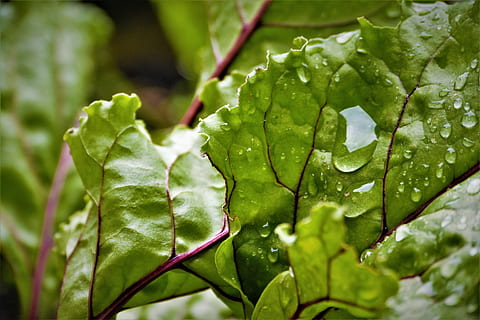 Drip, Beetroot, Leaf, Garden, Leaves, plant, green, dewdrop, nature, leaf veins, green leaf, green color, growth, freshness, vegetable, plant part, close-up, drop, day, focus on foreground, beauty in nature, no people, wet, water, selective focus, outdoors, food and drink, rain, raindrop, dew, purity, 4K, CC0, public domain, royalty free