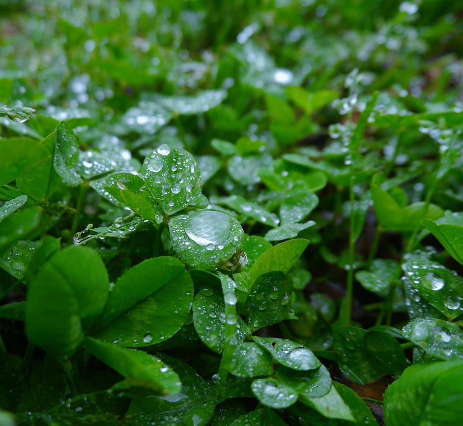trébol, trèvol, tirar, pluja, gota d’aigua, brillant, antomasako, verd, terra, Parc otsu, yokosuka, Japó, mala herba, herba salvatge, color verd, full, naturalesa, frescor, creixement, part de la planta, aigua, planta, humit, bellesa a la natura, primer pla, cap gent, dia, enfocament selectiu, mol·lusc, vulnerabilitat, a l'aire lliure, gota de pluja, rosada, temporada de pluges, puresa, fulles, 2K