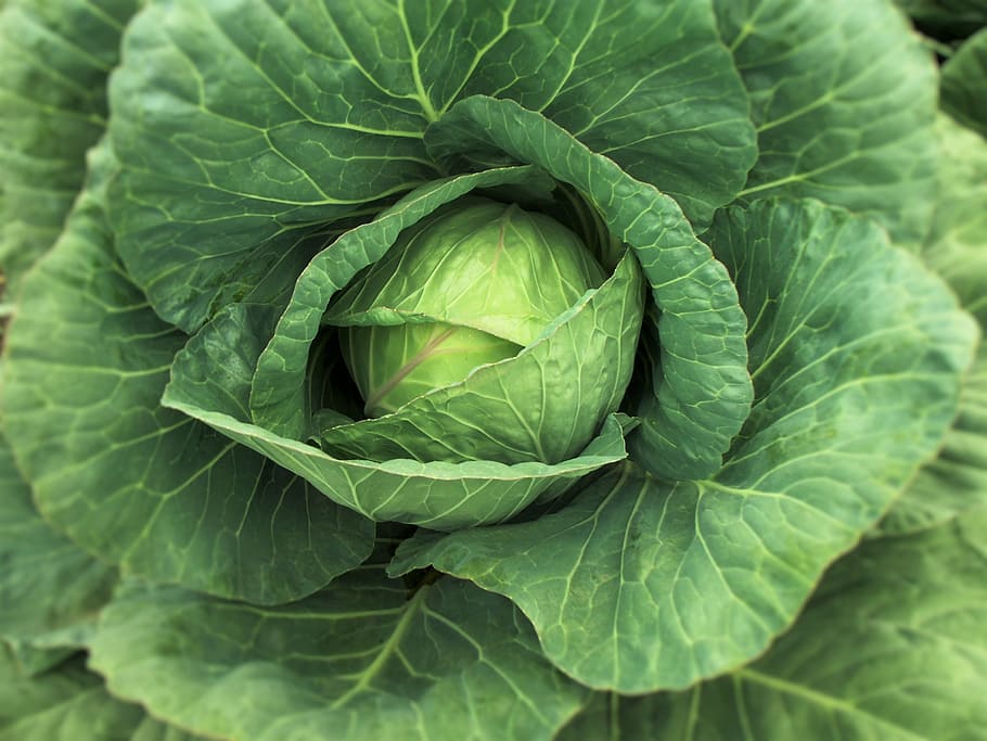 Grünkohl, col, Kohl, Gemüse, Kohlköpfe, Natur, Grün, Brokkoli, Salat, Anbau, Landwirtschaft, Leistung, köstlich, Blätter, gesund, Lebensmittel, landwirtschaftlich, grüne Farbe, Blatt, Pflanzenteil, Pflanze, Wachstum, gesundes Essen, Nahansicht, Essen und Trinken, Frische, Schönheit in der Natur, keine Leute, Blattvene, Wohlbefinden, Vollbild, Tag, High Angle View, Tau, 2K