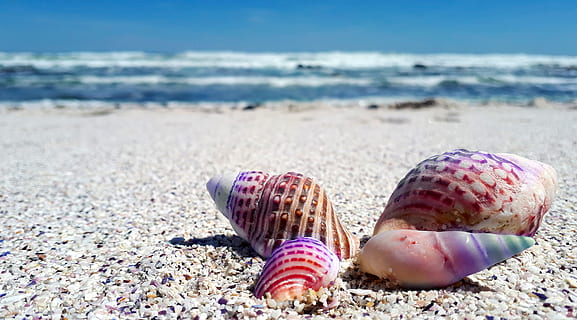 cztery, różne kolory muszelek, biały, plaża piaskowa, dzień, muszla, muszle, morze, ocean, plaża, Natura, morski, tropikalny, lato, wodny, pobrzeże, naturalny, skorupiak, wakacje, mięczak, Wybrzeże, podróżować, egzotyczny, oceaniczny, nadmorski, wyspa, niebieski, tropik, fala, słoneczny, turystyka, tęcza, jednorożec, raj, zrelaksować się, piasek, tło, woda, wylądować, zwierzęca przyroda, skorupa zwierzęca, zwierzę, piękno natury, zbliżenie, skupić się na pierwszym planie, tematy zwierzęce, żadnych ludzi, zwierzęta na wolności, życie morskie, naturalny wzór, na dworze, kamyk, poziom powierzchni, 4K, CC0, domena publiczna, darmowe zdjęcia