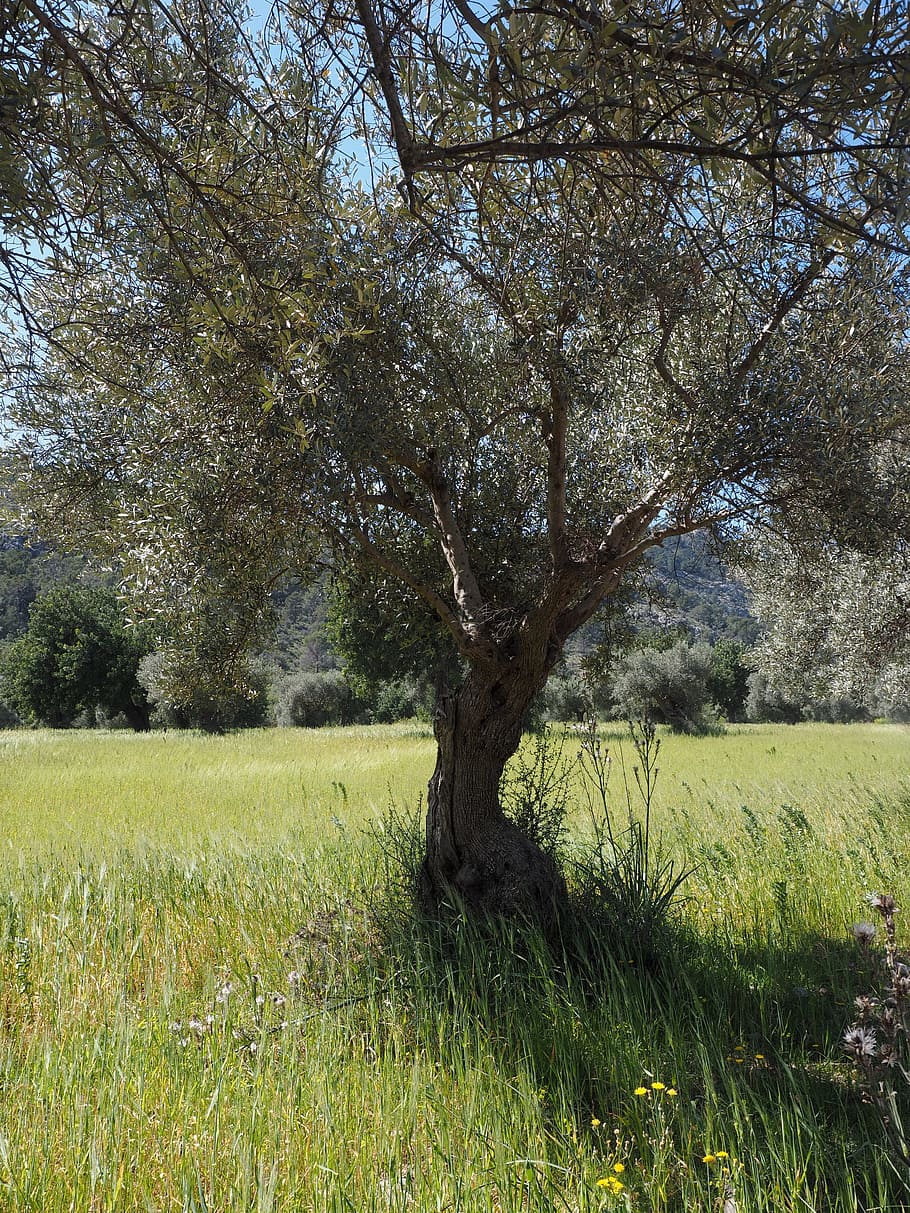 tribù, nodoso, vecchio, Ulivo, piantagione di ulivi, piantagione, albero, uliveto, piantare, agricoltura, coltivazione dell'olivo, pianta, erba, terra, campo, crescita, la tranquillità, bellezza nella natura, scena tranquilla, colore verde, natura, paesaggio, ambiente, giorno, scenics - natura, nessuno, scena non urbana, tronco d'albero, ramo, tronco, all'aperto, 4K