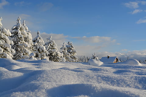 close, snow field, pine trees, house, close up, snow, trees, cold, winter, white, nature, snow covered, home, landscape, nature landscape, snowstorm, cabin fever, winter wonderland, cold - Temperature, tree, outdoors, frost, sky, season, blue, mountain, ice, scenics, non-Urban Scene, frozen, tranquil Scene, no People, forest, cold temperature, day, animals in the wild, beauty in nature, white color, cloud - sky, scenics - nature, covering, tranquility, sunlight, plant, land, snowcapped mountain, powder snow, 5K, CC0, public domain, royalty free