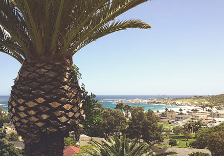 huse ved siden af ​​havet, Palmer, huse, dagtimerne, strand, ocean, træ, Palme træ, strandby, kyst, bygning, sommer, tropisk, ananas, havudsigt, havet, kystlinje, udvej, sand, plante, arkitektur, vand, natur, bygning udvendig, bygget struktur, ingen mennesker, tropisk klima, vækst, himmel, dag, hav, træstamme, skyfri himmel, bagagerum, skønhed i naturen, udendørs, 2K, CC0, offentligt domæne, royaltyfrie