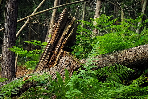 Skov, træer, grene, landskab, skove, gammelt træ, log, træ, afdeling, natur, fyrretræ, æstetisk, nåletræ, plante, Brun, mørk, dyster, bregne, grøn, jord, træstamme, bagagerum, vækst, ro, grøn farve, ingen mennesker, dag, skønhed i naturen, mos, rolig scene, træ - materiale, udendørs, ikke-urbane scene, bark, 4K, CC0, offentligt domæne, royaltyfrie