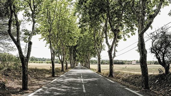 cadde, ağaçlar, uzakta, ağaç, ruh hali, yol, Fransa, rota, bitki, ileriye giden yol, yön, azalan perspektif, taşımacılık, büyüme, huzur, doğada güzellik, doğa, sakin sahne, insansız, gün, ağaç gövdesi, Ufuk Noktası, gövde, yeşil renk, treelined, boş yol, açık havada, 1080P, CC0, kamu malı, telif ücretsiz