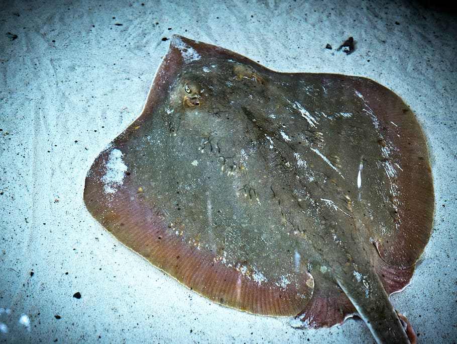 stingray, oceà, mar, fons, peix, marí, vida salvatge, animal, sota l'aigua, aigua, nedar, aquari, aquàtics, blau, la vida, salvatge, raig, manta, aigua salada, menjar, menjar i beguda, primer pla, cap gent, vertebrats, frescor, a l'interior, vista d’angle alt, marisc, benestar, naturalesa, directament a sobre, preparació, temes d'animals, estri de cuina, aliments crus, 4K