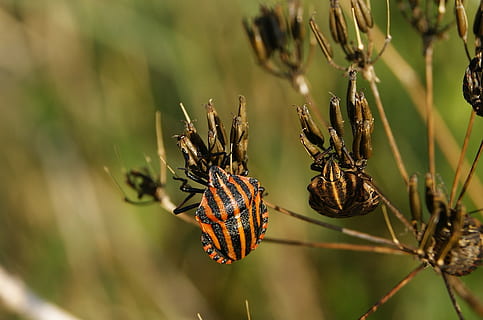 insekt, orm, natur, makro, billebenet, græs, vinger, tæt på, maybug, blank, græsblad, plante, fokus på forgrunden, ingen mennesker, vækst, skønhed i naturen, dag, ro, selektiv fokusering, udendørs, blomst, plantestamme, skrøbelighed, jord, sollys, Mark, Brun, sårbarhed, fisse pil, 1080P, CC0, offentligt domæne, royaltyfrie