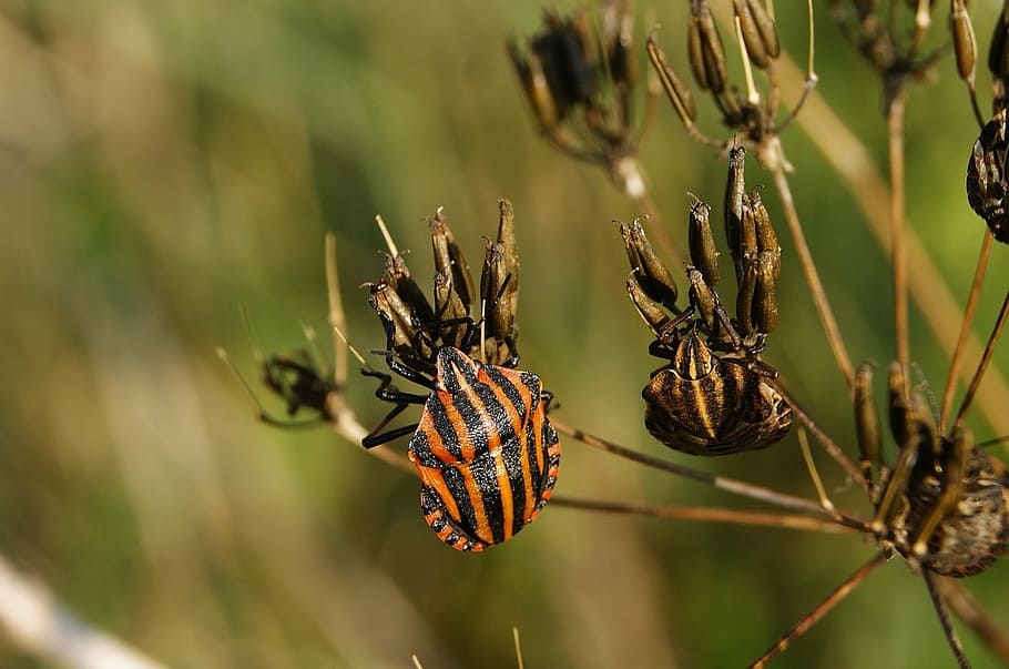 insekt, orm, natur, makro, billebenet, græs, vinger, tæt på, maybug, blank, græsblad, plante, fokus på forgrunden, ingen mennesker, vækst, skønhed i naturen, dag, ro, selektiv fokusering, udendørs, blomst, plantestamme, skrøbelighed, jord, sollys, Mark, Brun, sårbarhed, fisse pil, 1080P