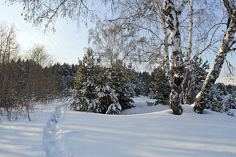 vzdálený, holý, strom, sníh, les, zima, příběh, drifts, zimní, příběh, Pozadí, Příroda, teplota za studena, krajina, venku, bílý, scén, sezóna, venkovské scény, mimoměstské scény, mráz, zamrzlý, led, krajiny, nikdo, klidné scény, den, barevný obraz, studená teplota, bílá barva, rostlina, krása v přírodě, holý strom, krytina, klid, nebe, přistát, pole, scenics - příroda, zasněžené hory, 4K, CC0, veřejná doména, bez autorských práv
