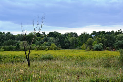 boom, weide, eenzaam, dode boom, verdorde boom, landschap, Polen, eenzaamheid, fabriek, hemel, groei, schoonheid in de natuur, kalmte, rustige scène, land-, groene kleur, milieu, scenics - natuur, natuur, gras, veld-, wolk - lucht, geen mensen, dag, niet-stedelijke scène, landelijke scène, buitenshuis, 4K, CC0, publiek domein, royaltyvrij