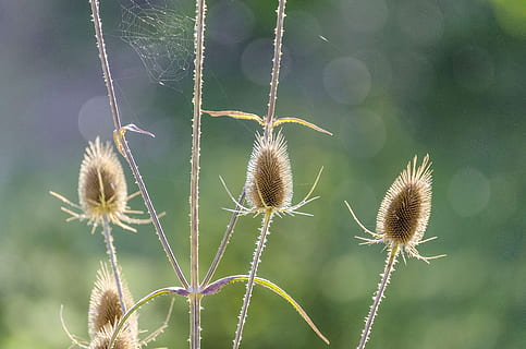 tidsel, makro, blomst, edderkopper webs, tæt, plante, natur, vilde blomster, stikkende, torne, tistelblomst, blomstrende plante, fokus på forgrunden, skønhed i naturen, vækst, tæt på, ingen mennesker, friskhed, skrøbelighed, dag, ro, sårbarhed, udyrkede, udendørs, botanik, selektiv fokusering, blomsterhoved, blødhed, 4K, CC0, offentligt domæne, royaltyfrie