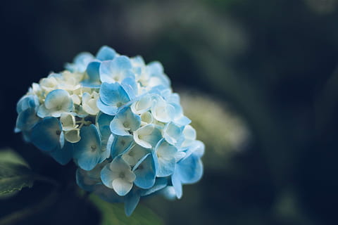 fotografia macro, flors de pètals blaus i blanques, blanc, flors, naturalesa, sota l'aigua, animal, primer pla, blau, meduses, macro, mar, joieria, cap gent, joia preciosa, cristall, a l'aire lliure, flor, planta amb flors, bellesa a la natura, planta, frescor, inflorescència, fragilitat, pètal, vulnerabilitat, cap de flor, centrar-se en primer pla, creixement, enfocament selectiu, primavera, dia, Ram de flors, 1080P, CC0, domini públic, lliure de regalies