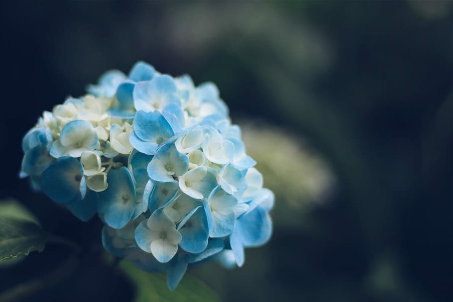 fotografia macro, flors de pètals blaus i blanques, blanc, flors, naturalesa, sota l'aigua, animal, primer pla, blau, meduses, macro, mar, joieria, cap gent, joia preciosa, cristall, a l'aire lliure, flor, planta amb flors, bellesa a la natura, planta, frescor, inflorescència, fragilitat, pètal, vulnerabilitat, cap de flor, centrar-se en primer pla, creixement, enfocament selectiu, primavera, dia, Ram de flors, 1080P