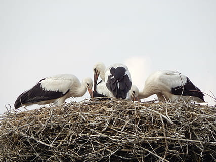 storke, fugle, ung, fatning, gruppe af dyr, fugl, dyre temaer, hvirveldyr, dyr i naturen, dyr, dyreliv, dyre rede, samvær, ingen mennesker, himmel, natur, dag, dyre familie, ungt dyr, stork, lav vinkel visning, perching, medium gruppe af dyr, fugl reden, flok af fugle, 4K, CC0, offentligt domæne, royaltyfrie