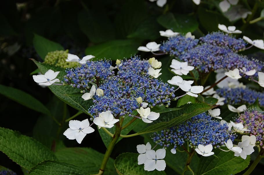 ortensia, fiore bianco, fiori, blu, bianca, fiore, viola, colore verde, natura, giorno, pianta fiorita, freschezza, pianta, vulnerabilità, bellezza nella natura, fragilità, crescita, petalo, avvicinamento, parte vegetale, foglia, infiorescenza, testa di fiore, Colore bianco, nessuno, lilla, un mazzo di fiori, 1080P
