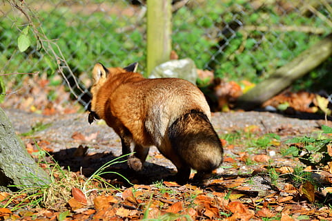 fuchs, red fox, predator, reddish fur, fur, foxtail, wild animal, animal, forest animals, cute, reddish, zoo, wildlife park, wildpark poing, animal themes, mammal, one animal, animal wildlife, animals in the wild, land, vertebrate, nature, no people, leaf, plant part, field, day, autumn, side view, full length, outdoors, plant, forest, 5K, CC0, public domain, royalty free
