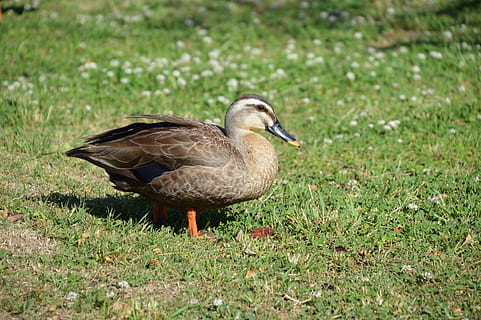 creaturi, pasăre, rață, animale vertebrate, animal, animale tematice, animale sălbatice, animale în sălbăticie, iarbă, un animal, plantă, natură, teren, camp, nici o persoana, Culoarea verde, zi, gâscă, vedere laterală, păsări de apă, zoologie, cioc, 2K, CC0, domeniu public, fără drepturi de autor