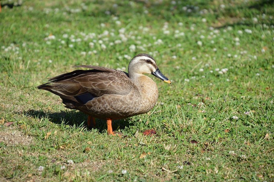 skabninger, fugl, and, hvirveldyr, dyr, dyre temaer, dyreliv, dyr i naturen, græs, et dyr, plante, natur, jord, Mark, ingen mennesker, grøn farve, dag, gås, sidebillede, vand fugl, zoologi, næb, 2K