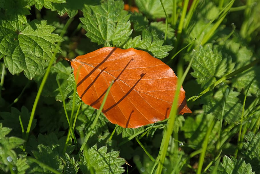 marró, full, planta gree, fulla de faig, color de la tardor, marchit, caigut, tardor, fulles, herba, natura morta, naturalesa, ombra, ortigues urticants, faig, fagus sylvatica, fagus, llibre vermell, color taronja, part de la planta, planta, creixement, color verd, bellesa a la natura, primer pla, centrar-se en primer pla, dia, vena de la fulla, a l'aire lliure, vista d’angle alt, cap gent, canvi, vulnerabilitat, fragilitat, enfocament selectiu, taronja, 5K