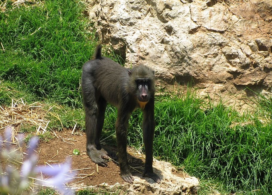 scimmia, babbuino, primate, selvaggio, vita selvaggia, fauna, animale, mammifero, zoo, Pavese, un animale, vertebrato, animali allo stato selvatico, pianta, natura, fauna selvatica, giorno, erba, terra, nessuno, luce del sole, campo, all'aperto, colore verde, erbivoro, 720P