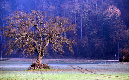 arbre sans feuilles, milieu, parc, arbre, hiver, paysage, la nature, champ, aride, grand arbre, le froid hivernal, ambiance, belle, du repos, forêt, saison, l'automne, en plein air, plante, beauté dans la nature, tranquillité, eau, terre, scène tranquille, paysages - nature, tronc, tronc d'arbre, environnement, personne, croissance, branche, arbre nu, 5K, CC0, domaine public, libre de droits