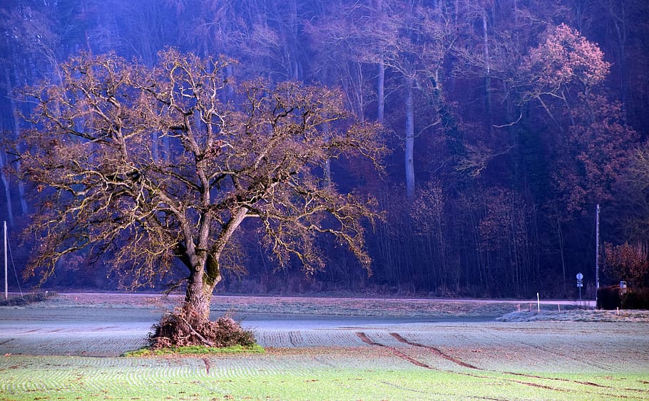 bezlistý strom, střední, park, strom, zimní, krajina, Příroda, pole, vyprahlá, velký strom, zimní zima, nálada, Krásná, odpočinek, les, sezóna, podzim, venku, rostlina, krása v přírodě, klid, voda, přistát, klidné scény, scenics - příroda, kufr, kmen stromu, životní prostředí, nikdo, růst, větev, holý strom, 5K