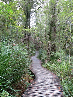 foresta, lontano, web, Kauri, albero, Nuova Zelanda, pianta, direzione, sentiero, crescita, la strada davanti, colore verde, giorno, natura, bellezza nella natura, nessuno, la tranquillità, terra, scena tranquilla, erba, all'aperto, fogliame lussureggiante, scena non urbana, stretto, lungo, bambù - pianta, 4K, CC0, dominio pubblico, privo di copyright