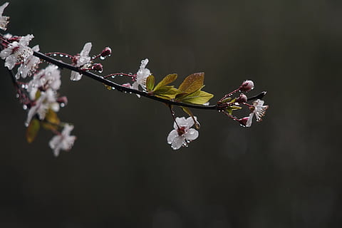 spring, rain, flower, flowering plant, plant, fragility, vulnerability, growth, blossom, freshness, beauty in nature, petal, springtime, flower head, tree, nature, cherry blossom, inflorescence, branch, no people, close-up, twig, cherry tree, outdoors, pollen, plum blossom, 4K, CC0, public domain, royalty free