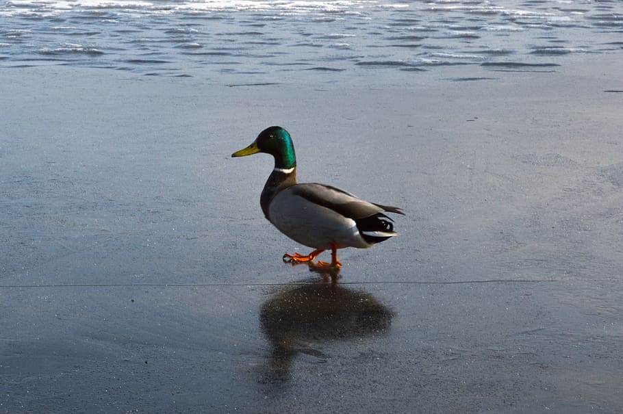 Ente, Natur, Frühling, Winter, Eis, Reflexion, See, Vogel, Tier, Fluss, Teich, Wasser, Tiere in freier Wildbahn, Wirbeltier, Tierthemen, Tierwelt, ein Tier, Ufergegend, Tag, keine Leute, Geflügel, Stockente, männliches Tier, Wasservogel, draußen, 5K