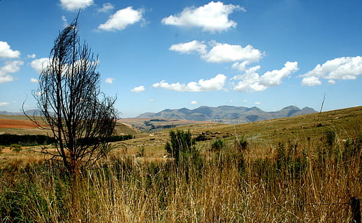 træ, tør, græs, veld, bjerg, himmel, landskab, skyer, sommer, plante, miljø, sky - himmel, scenics - natur, ro, skønhed i naturen, jord, rolig scene, natur, ingen mennesker, Mark, ikke-urbane scene, vækst, dag, udendørs, rullende landskab, 2K, CC0, offentligt domæne, royaltyfrie